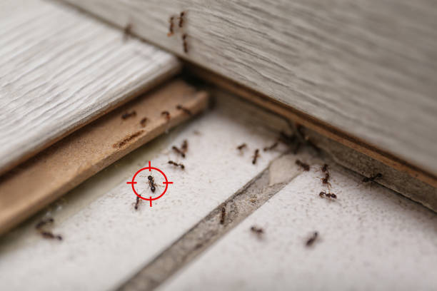 Best Wasp Removal Services  in Deming, NM