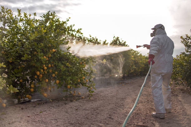 Best Local Pest Control Services  in Deming, NM