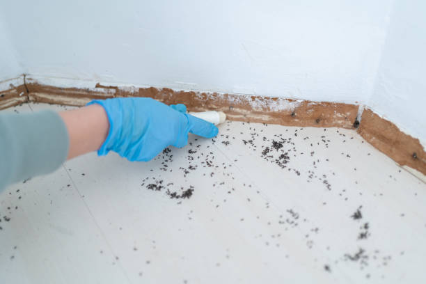 Best Residential Pest Control  in Deming, NM