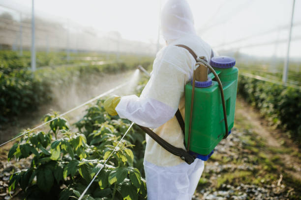 Insect Control in Deming, NM